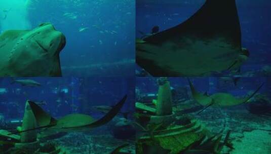 海洋馆水族馆海底世界魔鬼鱼鳐鱼高清在线视频素材下载