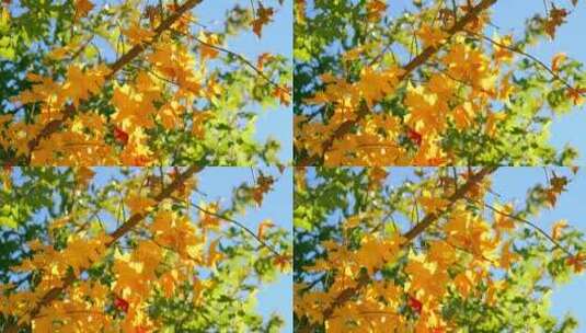 金色风景秋天枫叶红高清在线视频素材下载