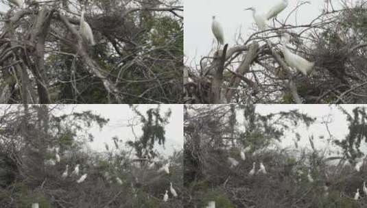 l1汕尾海丰红树林枝头的白色鸟类高清在线视频素材下载
