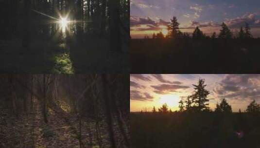 阳光穿过森林日落秋季森林原始森林丁达尔光高清在线视频素材下载