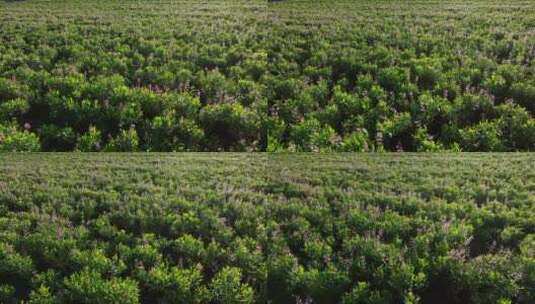 航拍中草药种植基地田野高清在线视频素材下载