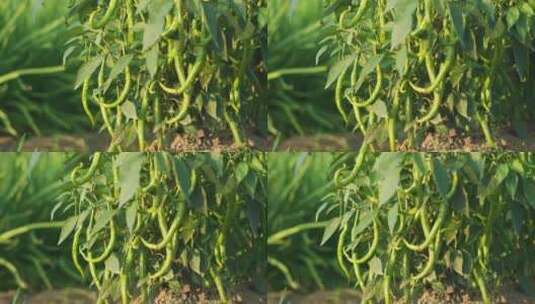 夏日农田农作物植物生长高清在线视频素材下载