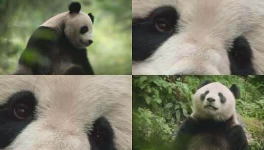 野外大熊猫高清在线视频素材下载