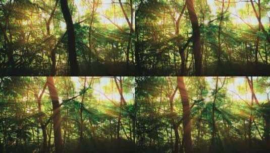 阳光穿过树林空镜高清在线视频素材下载