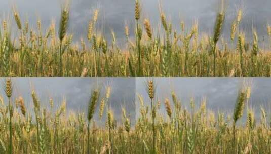田上的小麦小穗。高清在线视频素材下载