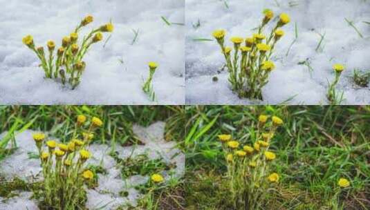 雪在融化黄草花在生长中盛开高清在线视频素材下载