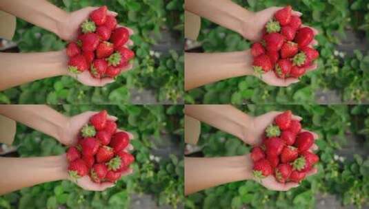 手捧草莓高清在线视频素材下载