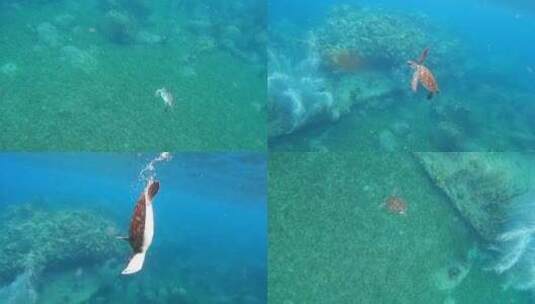 海龟从海底游上水面又潜下水底高清在线视频素材下载