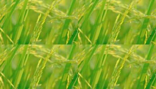 乡村振兴 水稻 成熟水稻 稻穗高清在线视频素材下载