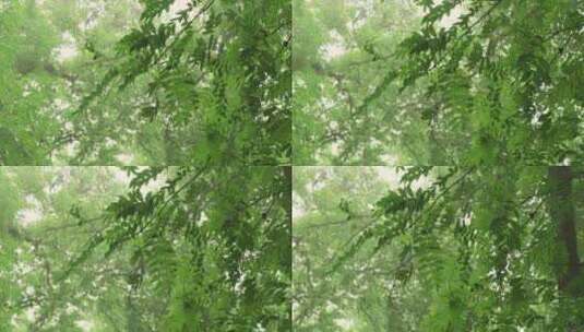 自然写意清新绿叶空镜高清在线视频素材下载