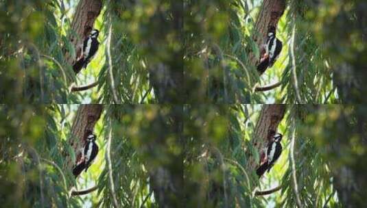树上的啄木鸟升格高清在线视频素材下载