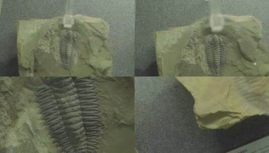 云南普洱三叶虫化石特写高清在线视频素材下载