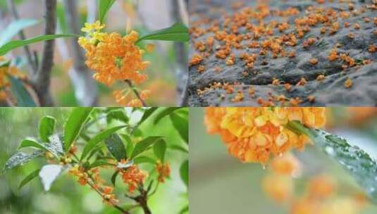 桂花 雨中桂花 下雨天桂花高清在线视频素材下载