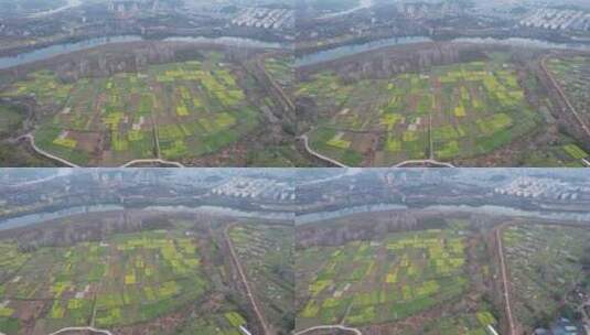 美丽乡村农业种植油菜花农田航拍高清在线视频素材下载