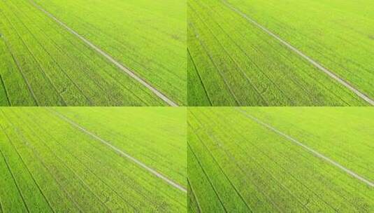 4K鸟瞰泰国乡村美丽的绿色稻田高清在线视频素材下载