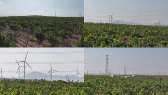 葡萄地电塔风机风电高清在线视频素材下载