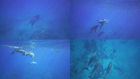 浅海区拍摄到一群游玩的海豚高清在线视频素材下载