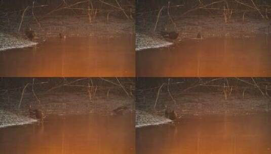 清晨凌晨五点沼泽湿地黑水鸡高清在线视频素材下载