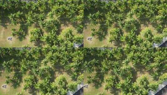 海滨城市椰子树航拍【4K60】高清在线视频素材下载