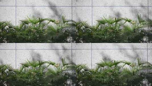棕榈叶和花岗岩背景墙高清在线视频素材下载