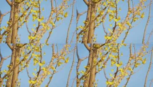 晴朗天气下金黄的银杏树叶在风中摇曳高清在线视频素材下载