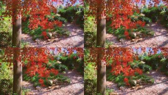 红枫红叶唯美秋景高清在线视频素材下载