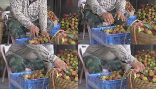 荔枝 果树 离枝 水果高清在线视频素材下载