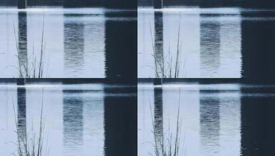 水边芦苇 阳光洒在水面 1817高清在线视频素材下载
