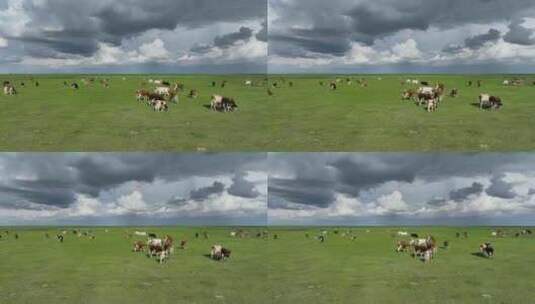呼伦贝尔草原风光牛群1150高清在线视频素材下载