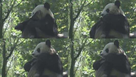 熊猫抬腿高清在线视频素材下载