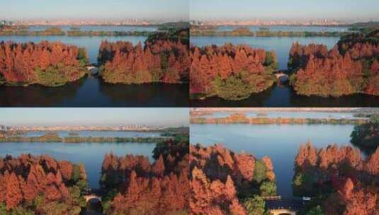 杭州西湖 杨公堤高清在线视频素材下载