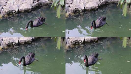 池塘里的黑天鹅高清在线视频素材下载