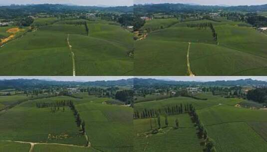 茶海茶山春茶茶园空镜头俯拍航拍全景高清在线视频素材下载