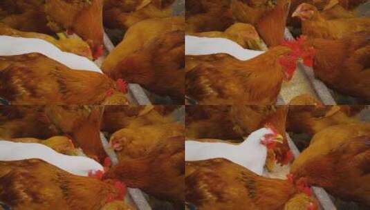 一群鸡在食槽里吃食物高清在线视频素材下载