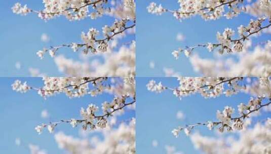白色樱花唯美空境高清在线视频素材下载