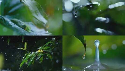 春雨润植物高清在线视频素材下载