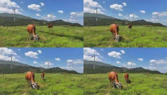 绿色高山牧场牛吃草风车风力发电高清在线视频素材下载