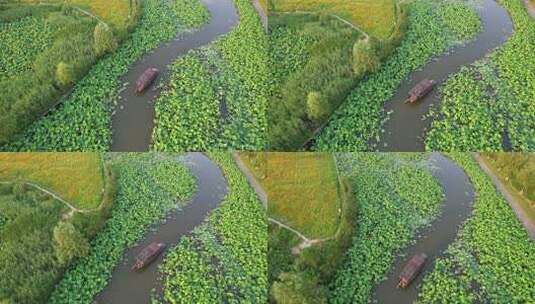 杭州湘湖十里荷塘江南夏天荷花风景航拍高清在线视频素材下载