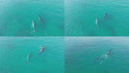 海洋生物海豚游泳科研素材高清在线视频素材下载