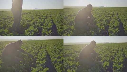 甜菜地里的农民手高清在线视频素材下载