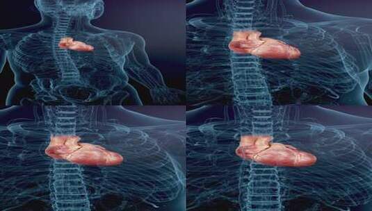 透明科技感人体心脏跳动心血管系统高清在线视频素材下载