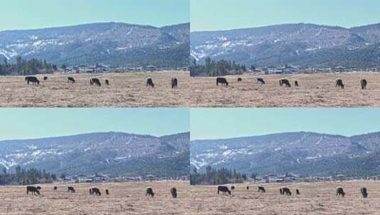 香格里拉雪山耗牛养殖高清在线视频素材下载