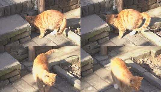 猫 橘猫 大橘猫 动物 萌宠 宠物高清在线视频素材下载