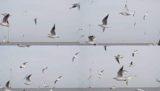 海鸥 海边 海平线 群鸟 大海高清在线视频素材下载