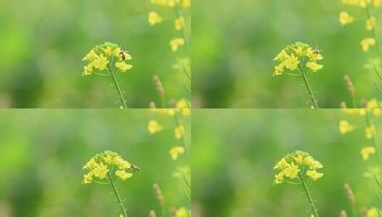 4K拍摄蜜蜂在油菜花海间采蜜特写高清在线视频素材下载