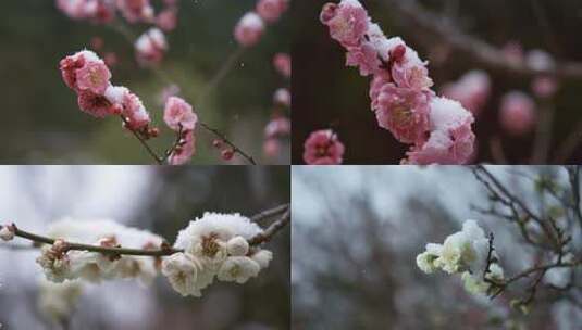 5K-雪中寒梅，寒梅怒放，红梅，腊梅盛开高清在线视频素材下载
