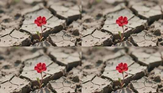 干旱土地上绽放的红色花朵高清在线视频素材下载