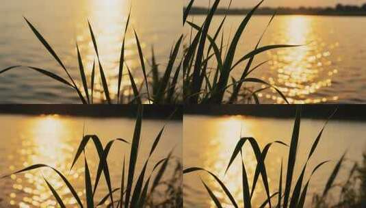 夕阳下波光粼粼的湖面景象高清在线视频素材下载