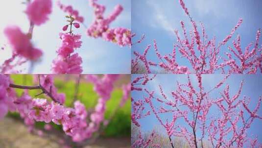 春风十里高清在线视频素材下载