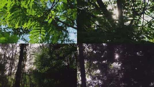 阳光树叶自然生态树林治愈风景高清在线视频素材下载